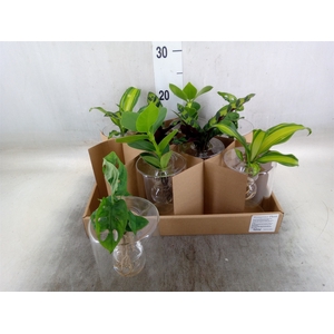 Planten  ..mix