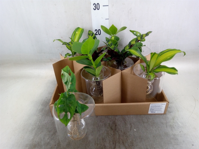 <h4>Planten  ..mix</h4>