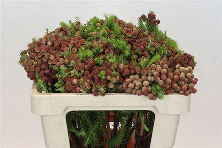 <h4>Kaaps Berzelia</h4>