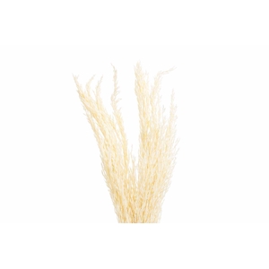 Dried Pampas Gras Bleached P Stem