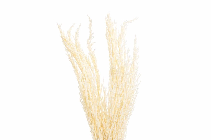 <h4>Dried Pampas Gras Bleached P Stem</h4>