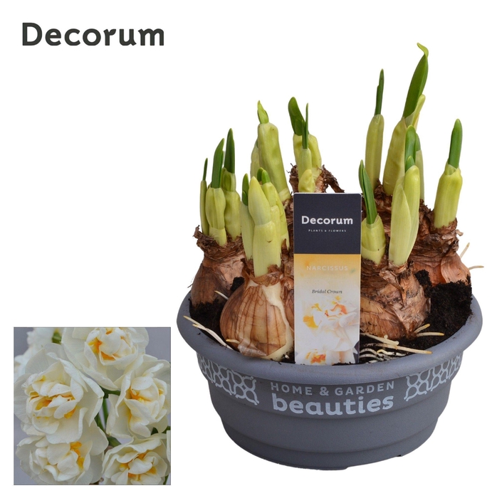 <h4>Narcis Bridal Crown</h4>