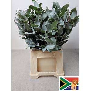 EUC CINEREA PB BUSH