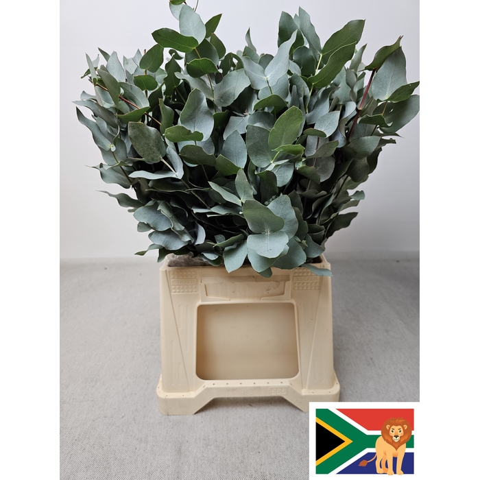 <h4>EUC CINEREA PB BUSH</h4>