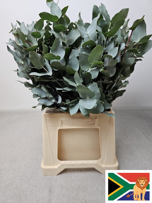 EUC CINEREA PB BUSH
