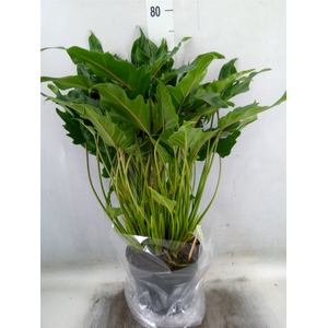 Philodendron  'Xanadu'