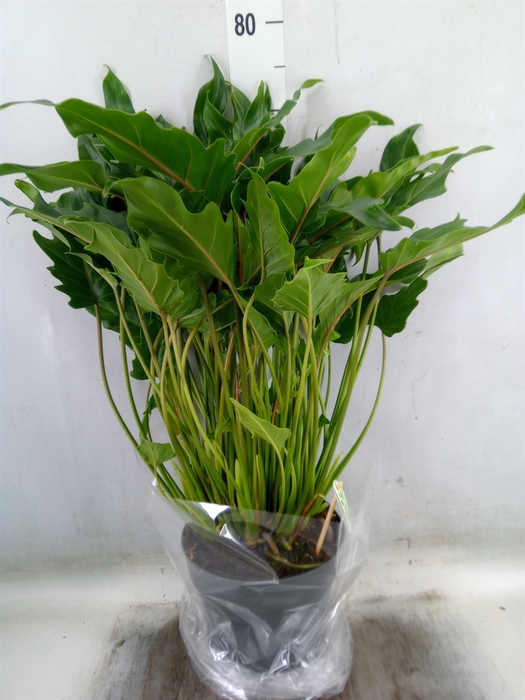 <h4>Philodendron  'Xanadu'</h4>