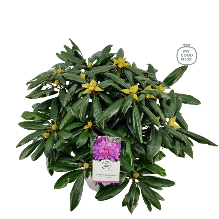 <h4>Rhododendron hybr. 'Marcel Menard' C5 40-50</h4>