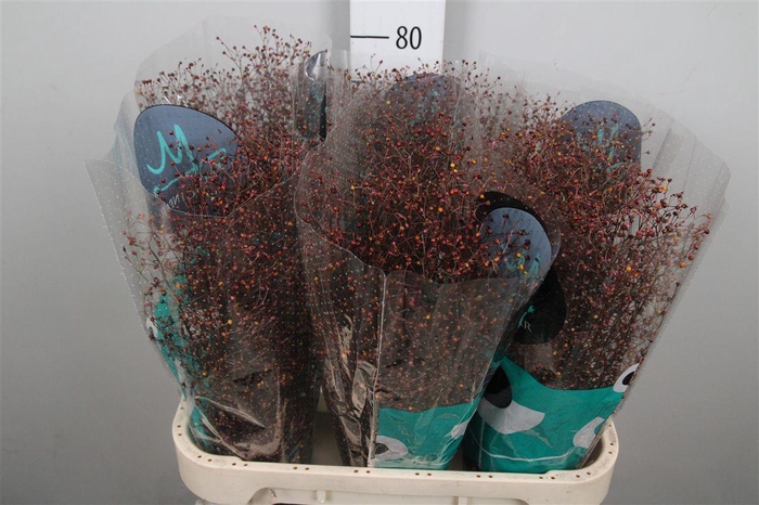 <h4>Talin Pan Long John</h4>