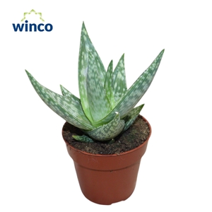 Aloe Mist