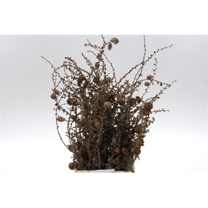 Larix Cones Per Bunch 50cm