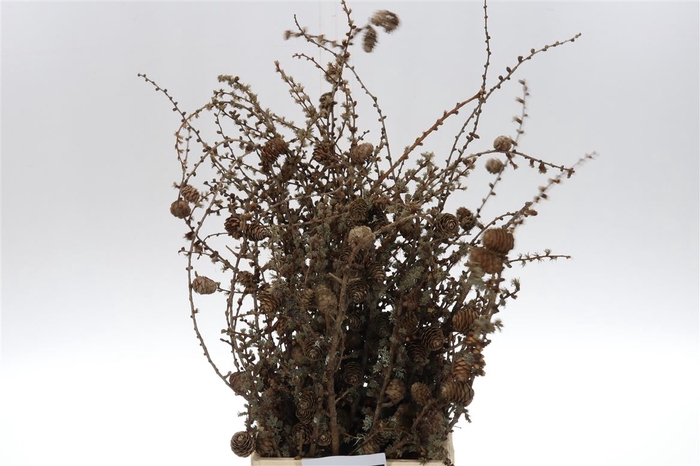 <h4>Larix Cones Per Bunch 50cm</h4>