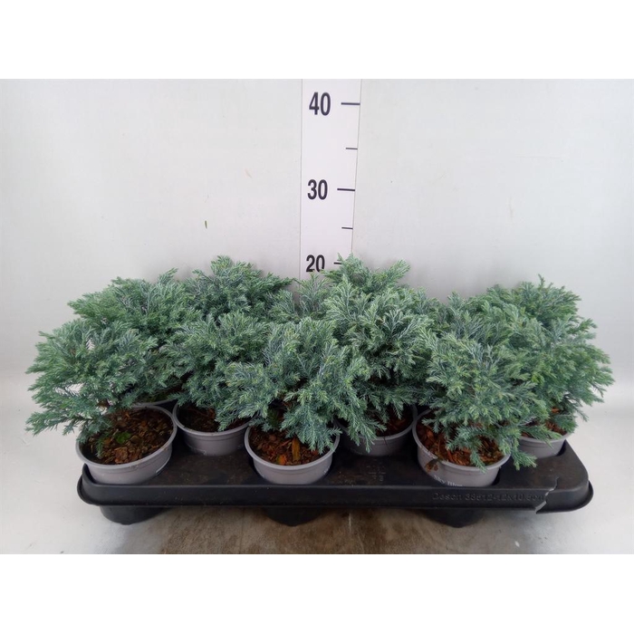 <h4>Chamaecyparis pis. 'Sky Blue'</h4>