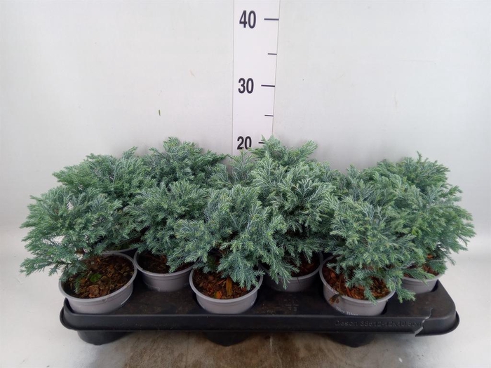 Chamaecyparis pis. 'Sky Blue'