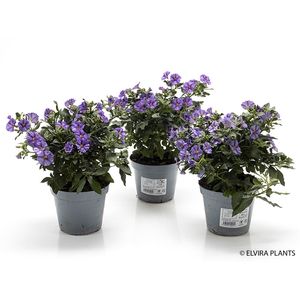 SOLANUM RANTONNETII p14