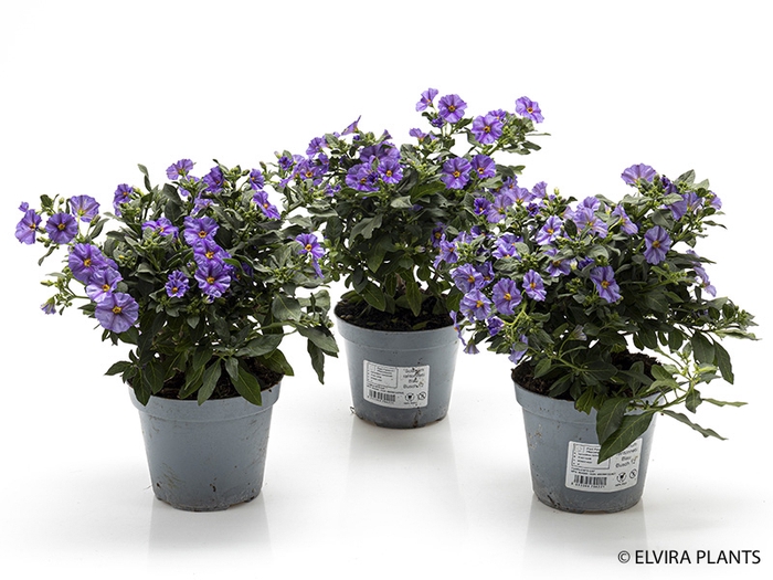 <h4>SOLANUM RANTONNETII p14</h4>