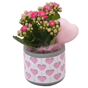 Arr.    Planten  L%