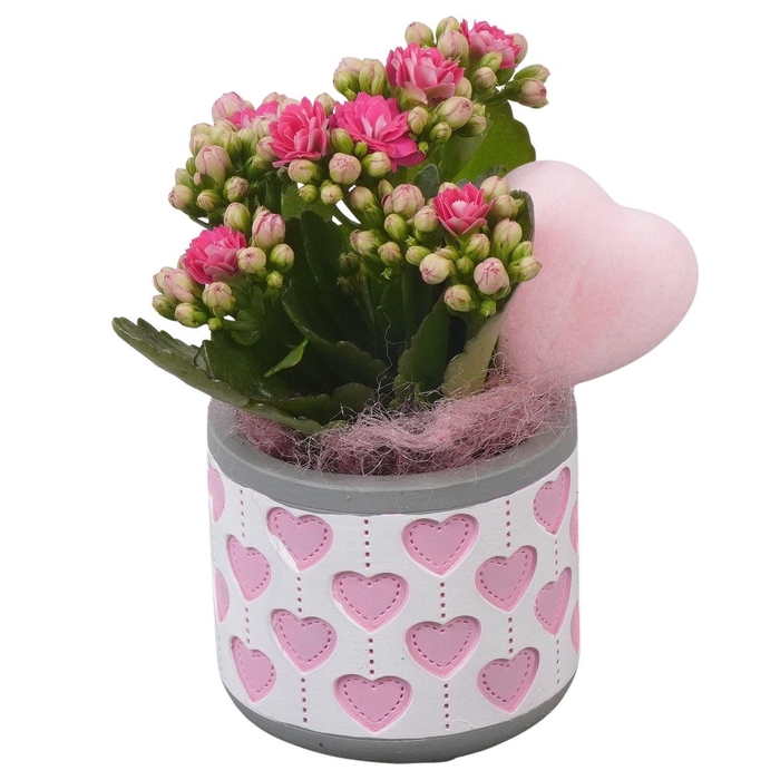 <h4>Arr.    Planten  L%</h4>