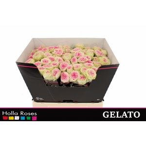 Gelato
