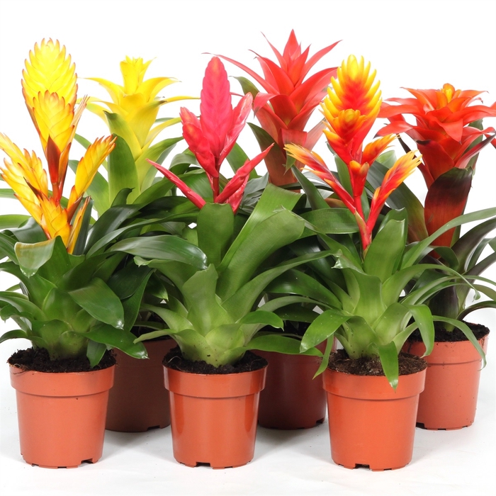 <h4>Bromelia Cupcake mix</h4>