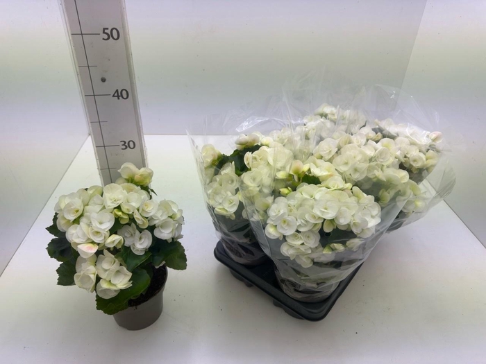 <h4>BEG HL NETJA</h4>