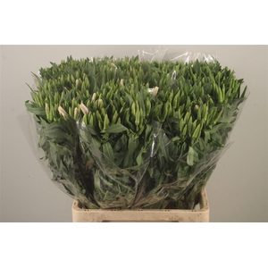 Clarkia Am Gr Salmon