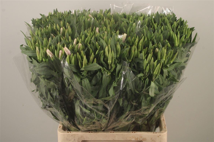 <h4>Clarkia Am Gr Salmon</h4>