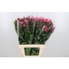 Phlox Windsor