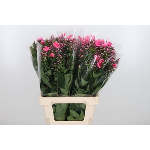 Phlox Windsor