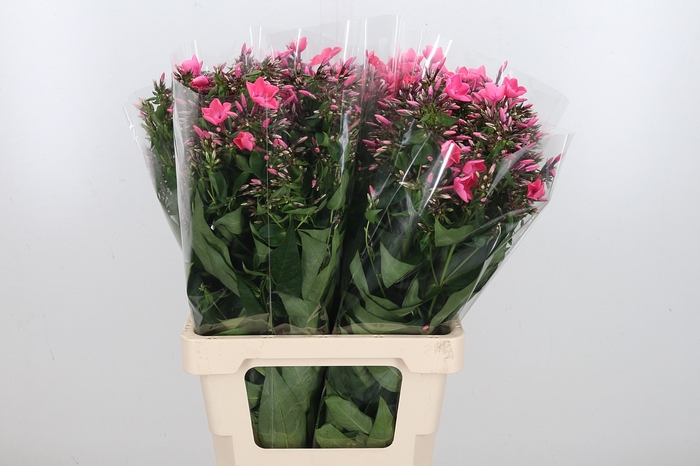 <h4>Phlox Windsor</h4>