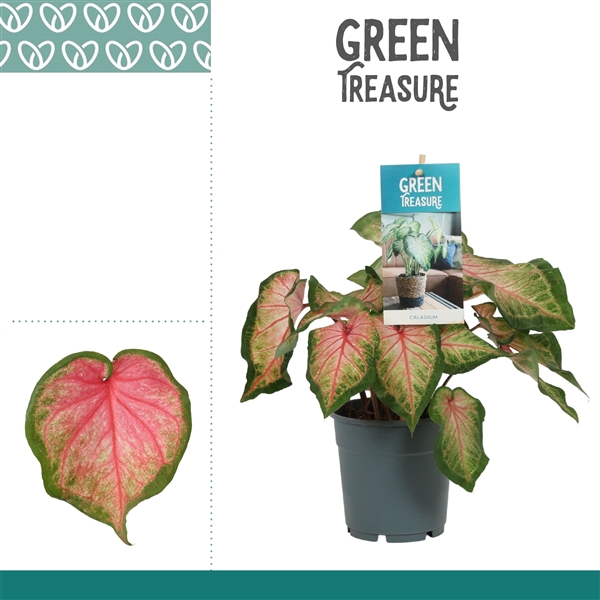 <h4>Caladium Roze</h4>