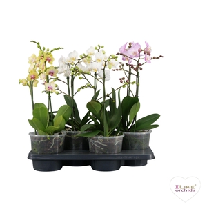 A2 standaard 17 cm Multi