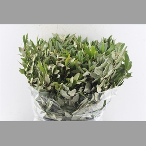 Steeneik Quercus Ilex 400 Gram