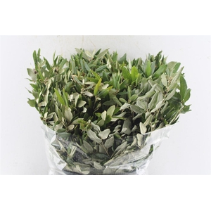 Steeneik Quercus Ilex 400 Gram