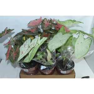 CALADIUM VARIADO P19