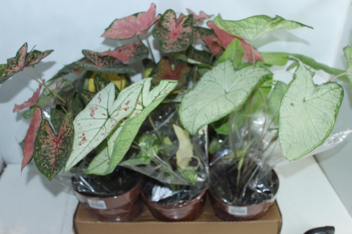 <h4>CALADIUM VARIADO P19</h4>