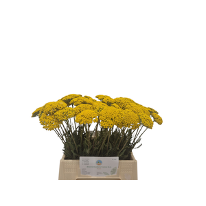 Achillea F Park Variety Kramer