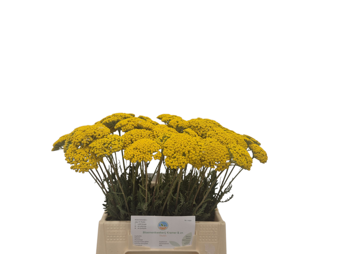 <h4>Achillea F Park Variety Kramer</h4>