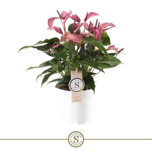 Anthurium  'Zizou'