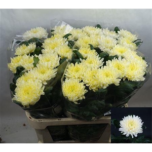 CHR G ALLOUISE WHITE