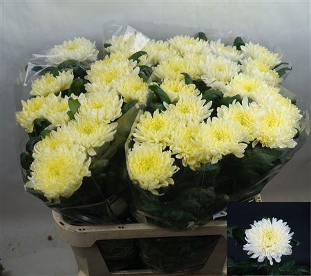 <h4>CHR G ALLOUISE WHITE</h4>