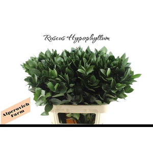 RUSCUS HYPOPHYLLUM