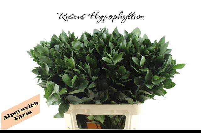 <h4>RUSCUS HYPOPHYLLUM</h4>