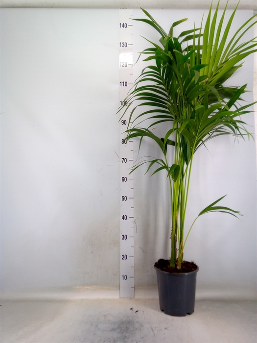 <h4>Howea forsteriana</h4>