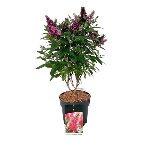 <h4>Buddleja d. B. Candy Little Ruby</h4>