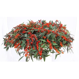 EUPH F T RED SURPRIS