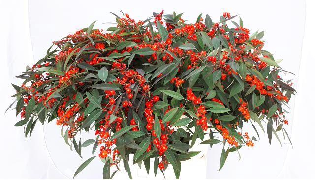 <h4>EUPH F T RED SURPRIS</h4>