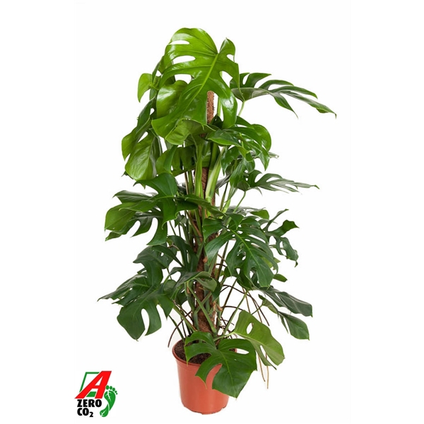 <h4>Monstera Deliciosa mosstok P24</h4>