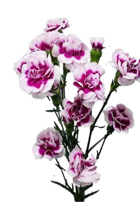 DI TR SUPER TRENDY T