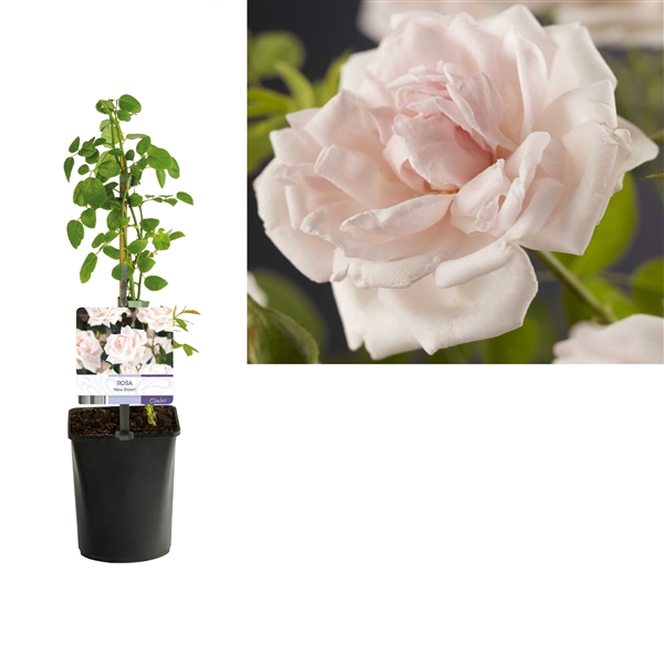 <h4>Rosa 'New Dawn' +light label</h4>